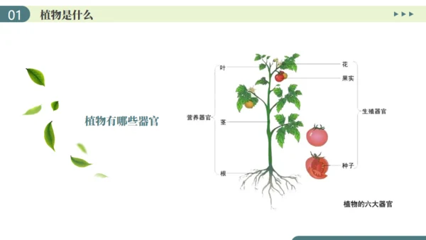 植物介绍笔记植物分类知识科普通用PPT模板