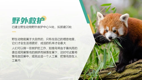 保护野生动物斑马通用PPT模板