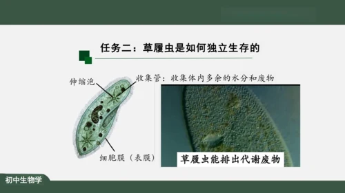 2.2.4 单细胞生物 课件（共24张PPT）