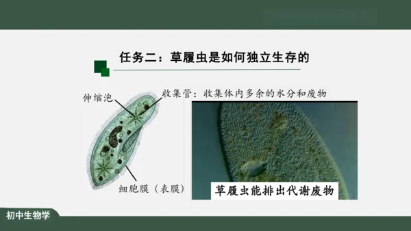 2.2.4 单细胞生物 课件（共24张PPT）