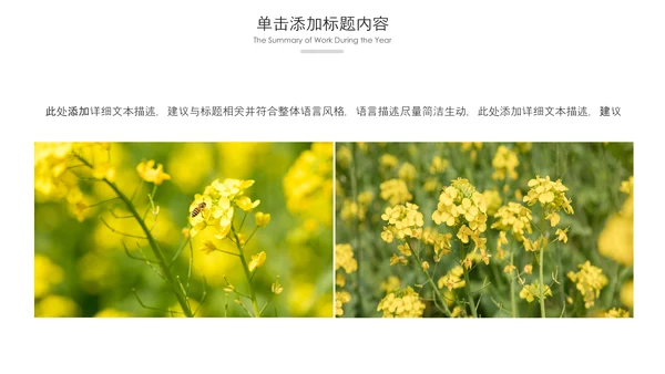 春天乡村旅游油菜花风景油菜花田PPT模板