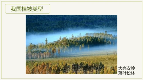 3.6 爱护植被，绿化祖国2023-2024学年七年级生物上学期同步精品课件（人教版）(共21张PP