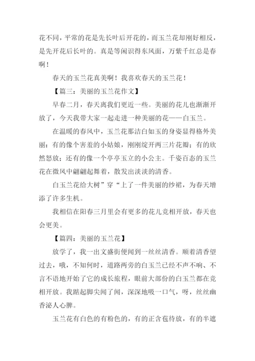 美丽的玉兰花作文200字.docx