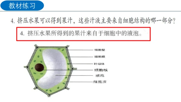 2.1.2 植物细胞（同步课件）-2023-2024学年七年级生物上册同步精品课堂（人教版）(共28