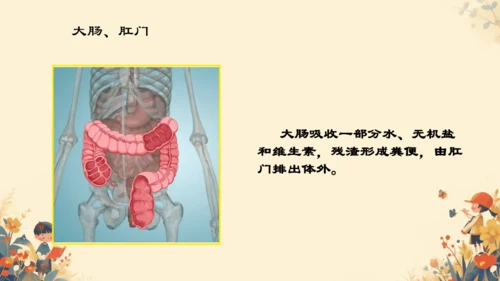 人教版（新课程标准）七年级下册4.2.2 消化和吸收课件(共22张PPT)