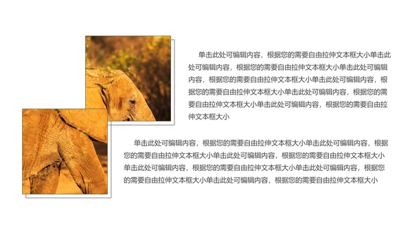保防野生动物藏羚羊通用PPT模板
