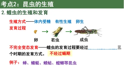 八下 第七单元复习课件(共58张PPT)