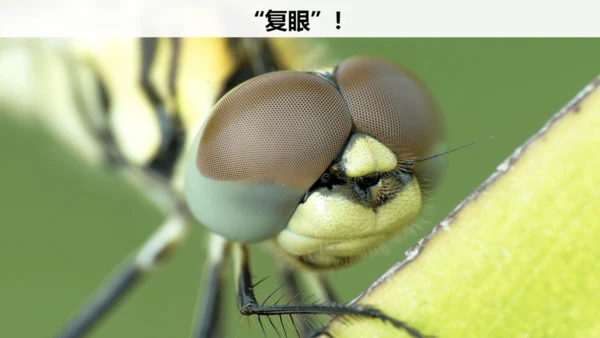 第4课《昆虫备忘录》（教学课件）