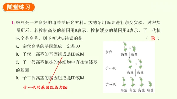 7.2.3基因的显性和隐性-八年级生物人教版下学期同步精品课件(共36张PPT)