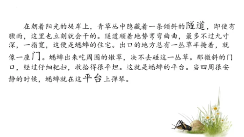 11 蟋蟀的住宅（课件）