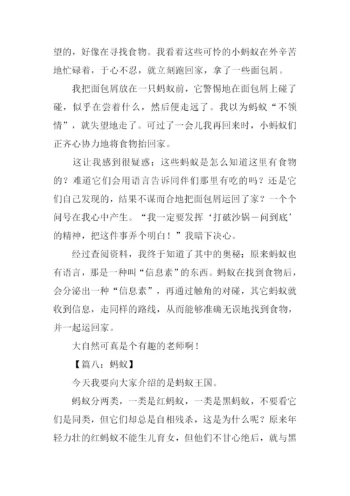 关于蚂蚁的作文500字.docx