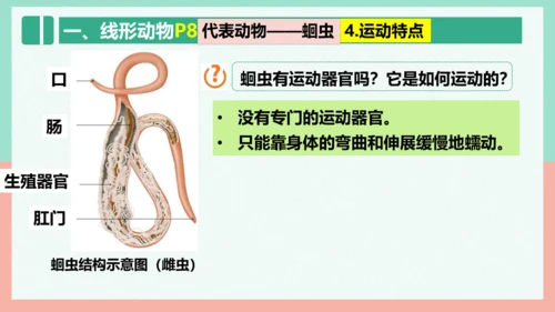 5.1.2线形动物和环节动物课件-人教版生物八年级上册(共47张PPT)