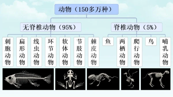 人教版（2024）七年级上册2.2.1 无脊椎动物 课件(共19张PPT)
