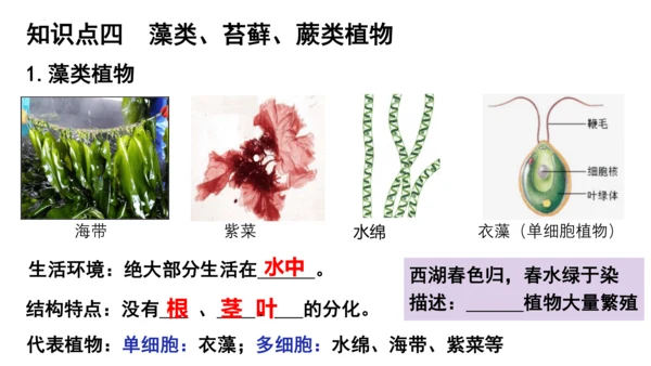 人教版七年级生物上册第三单元第一与二章复习课件(共21张PPT)
