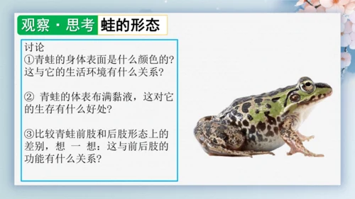 2.2.2脊椎动物（第2课时两栖动物和爬行动物）-七年级生物上册同步优质备课系列（人教版2024新教