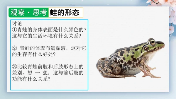 2.2.2脊椎动物（第2课时两栖动物和爬行动物）-七年级生物上册同步优质备课系列（人教版2024新教