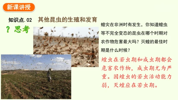 7.1.2昆虫的生殖和发育-八年级生物人教版下学期同步精品课件(共29张PPT)