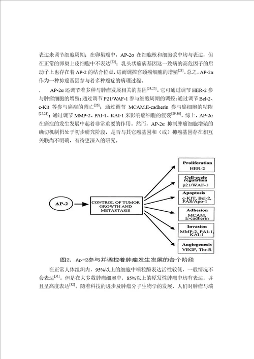 结肠癌细胞中ap2抑制htert表达的实验研究