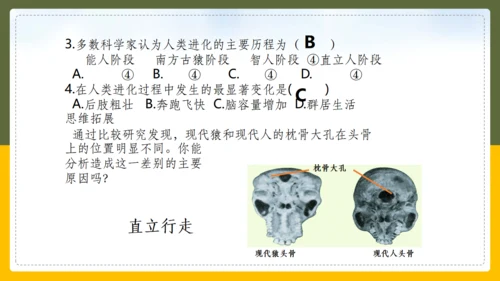 人类的起源和进化生物课通用PPT课件