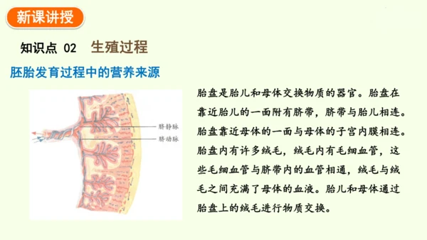 4.1.1人的生殖-七年级生物下学期同步精品课件（2024人教版）(共24张PPT)