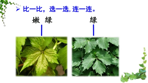 10 爬山虎的脚  课件