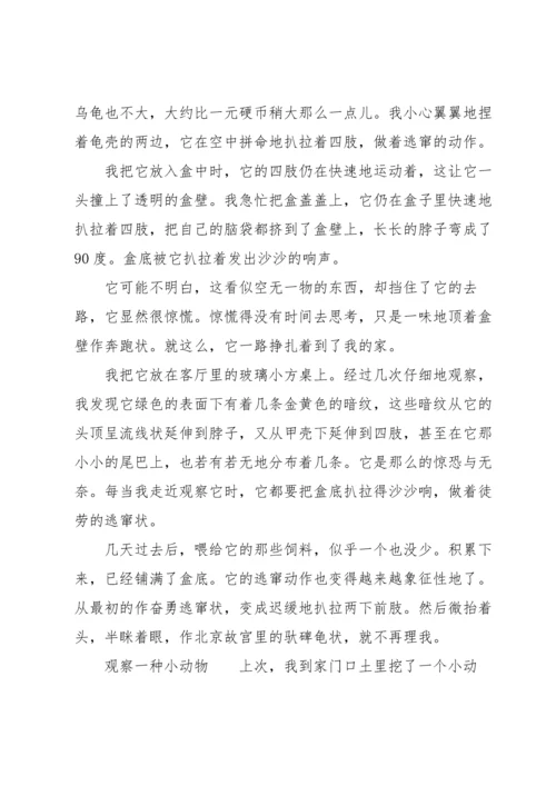 观察一种小动物.docx