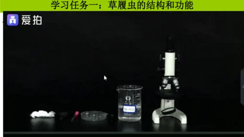 人教版生物七年级上册1.3.4 单细胞生物 教学课件（共22张ppt）+视频素材