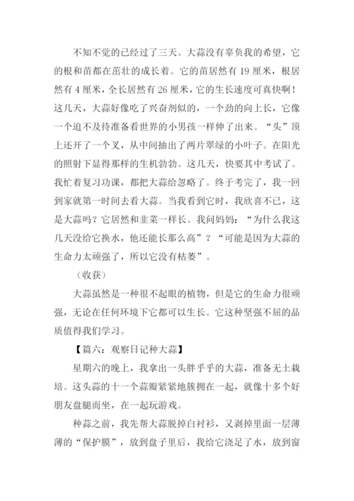 种大蒜观察日记.docx