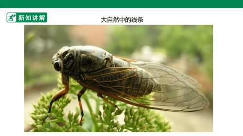第二课《画中的线条》课件