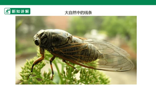 第二课《画中的线条》课件