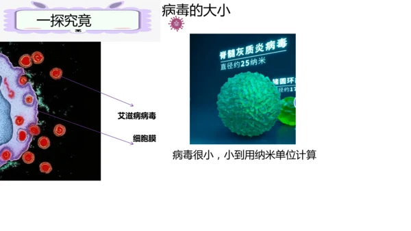 人教版生物七年级上册2.3.4《病毒》（课件）(共19张PPT)+视频素材