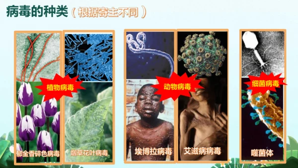 人教版生物八年级上册5.5《病毒》（课件）(共30张PPT)+视频素材