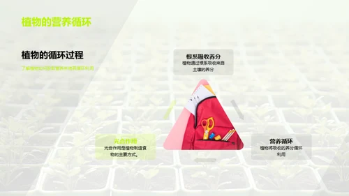 植物的奥秘世界