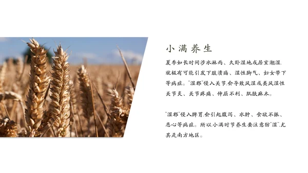 金色麦穗丰收的稻谷小满通用PPT模板