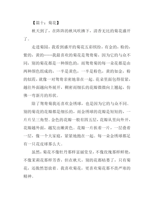 写菊花的作文400字.docx