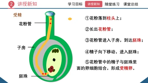 3.2.3  开花和结果  课件-2023-2024学年人教版生物七年级上册(共27张PPT)