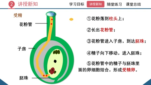 3.2.3  开花和结果  课件-2023-2024学年人教版生物七年级上册(共27张PPT)