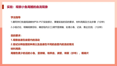 血流的管道，血管课件PPT模板.ppt