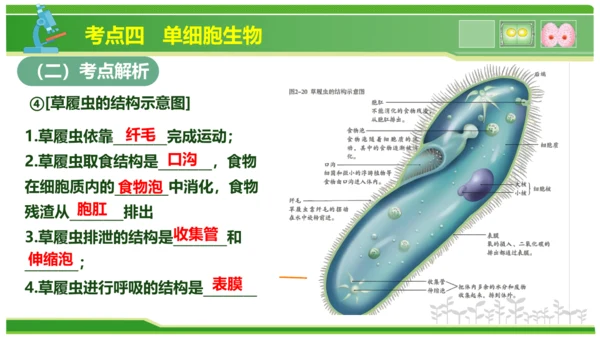 第三章从细胞到生物体（串讲课件）-七年级生物上学期期中考点大串讲（人教版2024）(共40张PPT)