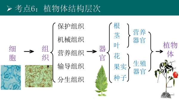七上 第二单元生物体的结构层次-复习课件(共35张PPT)