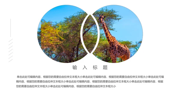 保防野生动物藏羚羊通用PPT模板