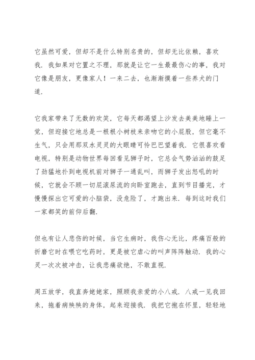 养宠物之后才没明白的心得体会.docx