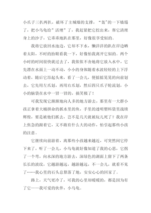 小乌龟的作文.docx