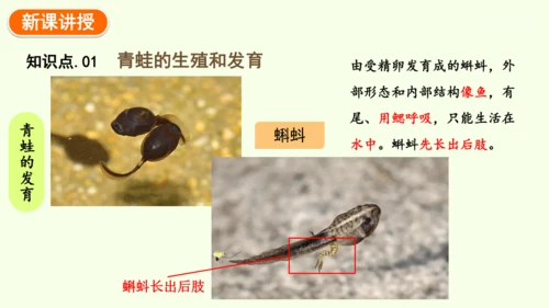 7.1.3两栖动物的生殖和发育-八年级生物人教版下学期同步精品课件(共31张PPT)