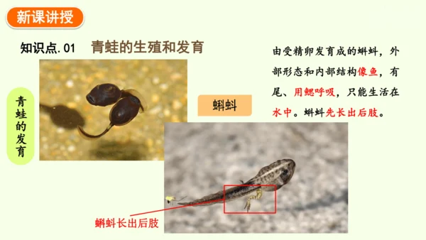7.1.3两栖动物的生殖和发育-八年级生物人教版下学期同步精品课件(共31张PPT)