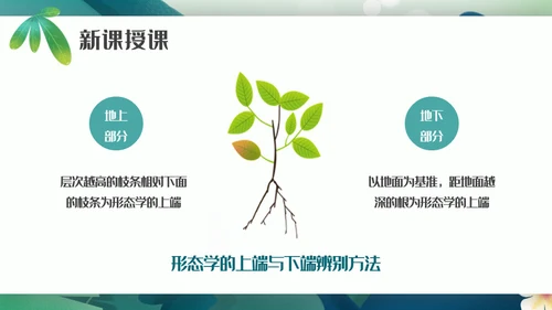植物生长素的发现生物课件通用PPT模板