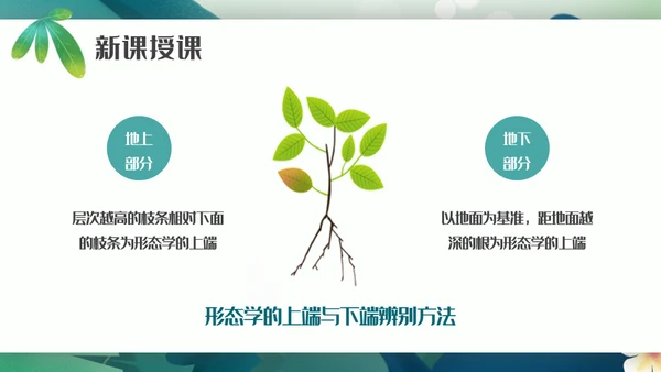 植物生长素的发现生物课件通用PPT模板
