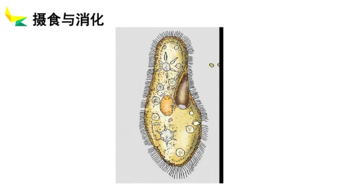 2.2.4 单细胞生物-2023-2024学年七年级生物上册优质教学课件（人教版）(共20张PPT)