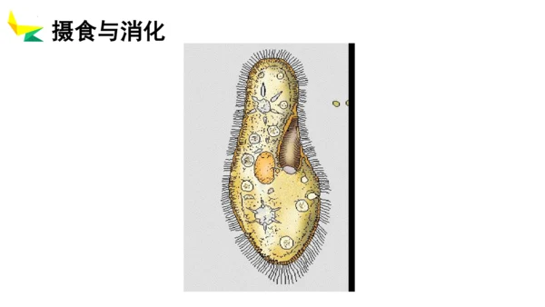 2.2.4 单细胞生物-2023-2024学年七年级生物上册优质教学课件（人教版）(共20张PPT)