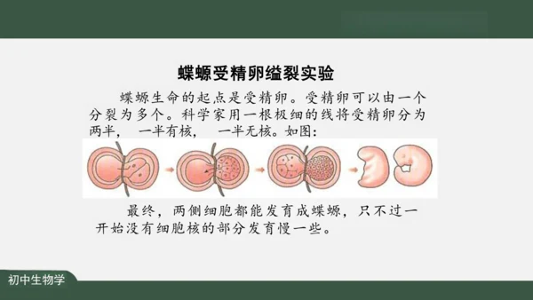 2.1.4  细胞的生活 课件（共26张PPT）